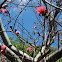 Shaving Brush Tree