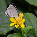 eastern tailed blue