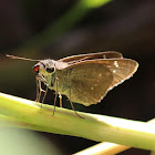 Lyells Swift