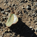 Orange Sulphur Skipper
