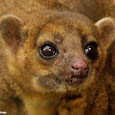Wildlife rescue & rehabilitation 