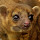 Wildlife rescue & rehabilitation 