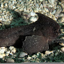 Cockatoo waspfish