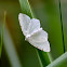 Lesser Maple Spanworm Moth