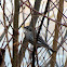 Yellow-rumped Warbler