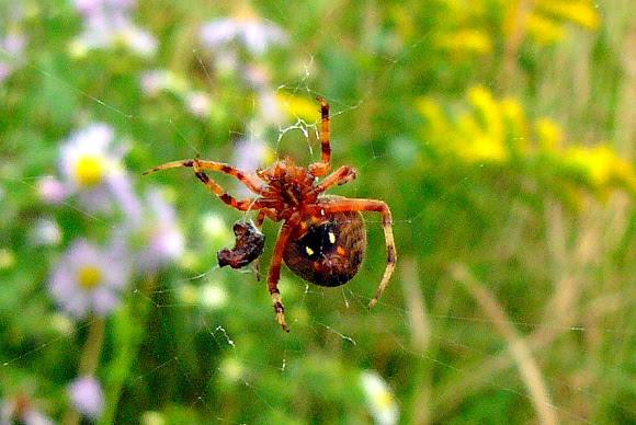 Spotting Image 1