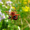 Hentz's Orbweaver