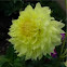 Dalia. Dahlia