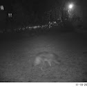 Coyote, fox, cat?