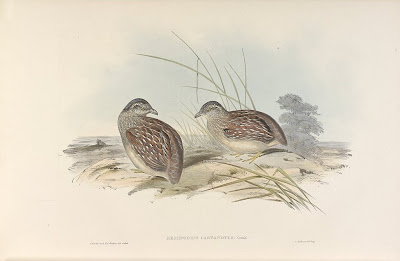 gould_australia5_85_chestnut_backed_buttonquail.jpg?imgmax=400 (13287 bytes)