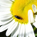 Tumbling Flower Beetle