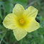 Wild Bitter Melon