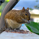 Eastern gray squirrel