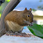 Eastern gray squirrel