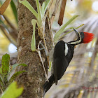 Lineated Woodpecker
