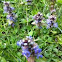 Common bugle (Plazeči skrecnik)