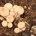 Gem-studded Puffball