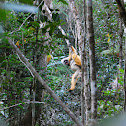 Diademed Sifaka