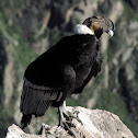 Andean Condor