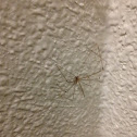 Daddy Long Legs