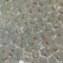 Frogspawn