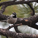 Mountain Chickadee