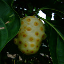 Great Morinda
