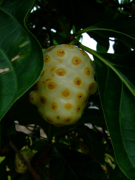 Spotting Image 1