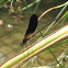 Damselfly