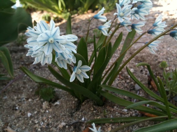 Spotting Image 1