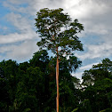 Naked Tree