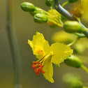 Blue Palo Verde