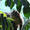 Azara's night monkey