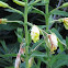 Oenothera