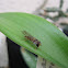 marmalade hoverfly