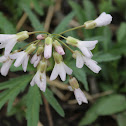 cutleaf toothwort