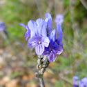 Egyptian lavender