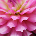 pink dahlia