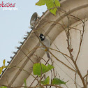 White-eared Bulbul