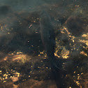 Rainbow trout