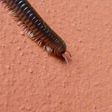 Millipede