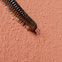 Millipede