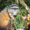 Golden Monkey