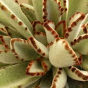 Panda plant