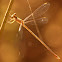 Emerald Spreadwing
