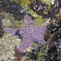 Ochre Sea Stars (one with small crab)