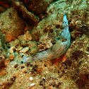 Lined nembrotha