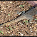 Agama
