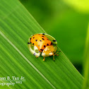 Tortoise Beetle