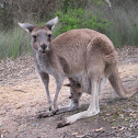 Kangaroo